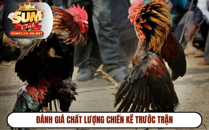 Đánh giá chất lượng chiến kê trước trận