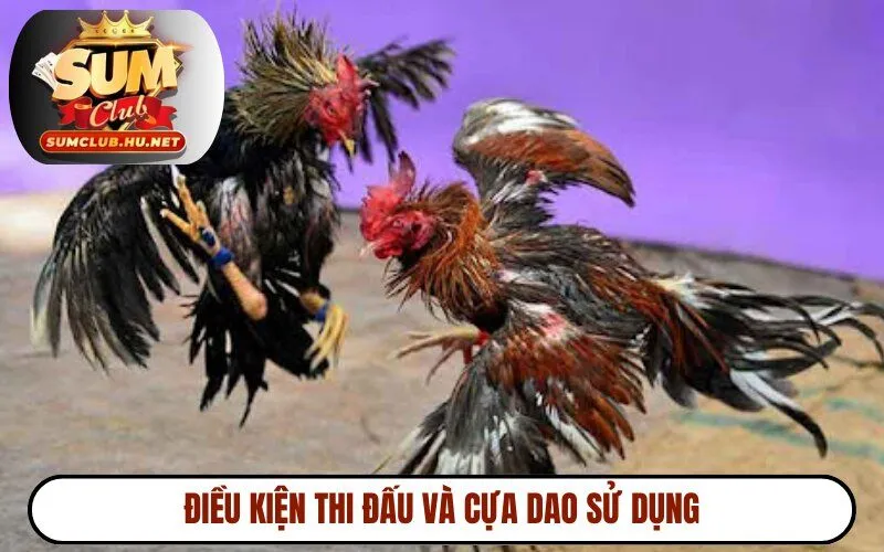 Điều kiện thi đấu và cựa dao sử dụng