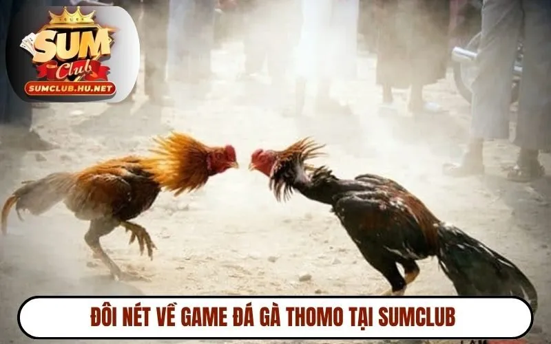 Đôi nét về game đá gà Thomo tại SUMCLUB 