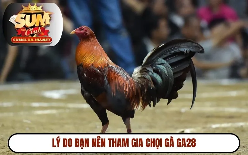 Lý do bạn nên tham gia chọi gà GA28